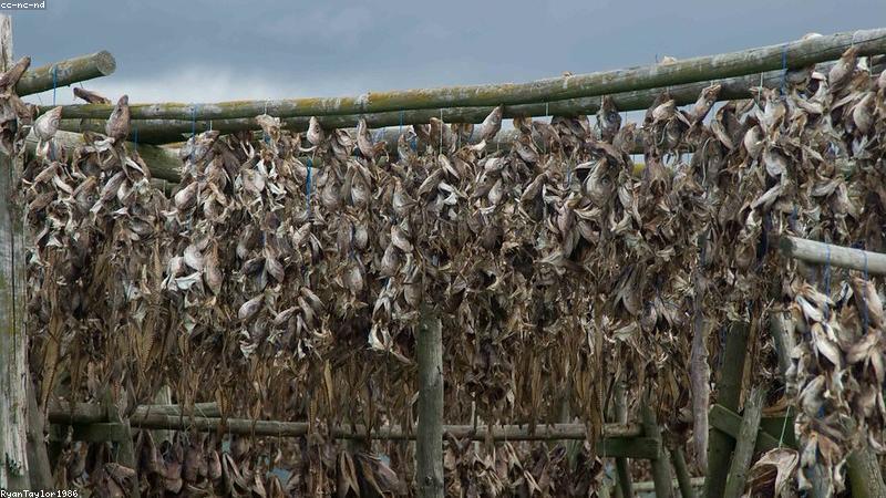 Close up of golden omega 3 fish oil capsules on a clean white background