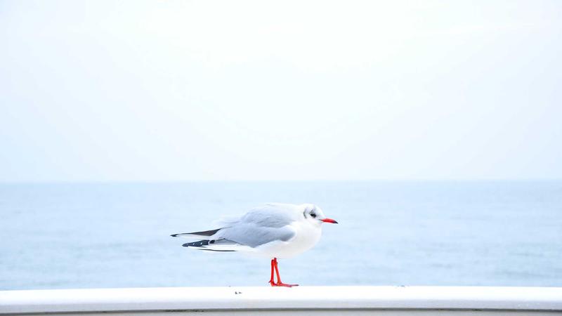 올바른 플랭크 자세(일직선)와 잘못된 자세(엉덩이가 솟거나 허리가 처진 모습)를 비교하여 보여주는 직관적인 일러스트